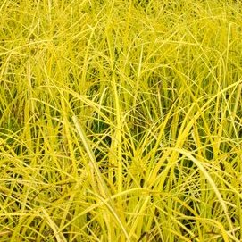 Golden Sedge | Carex elata 'Bowles Golden'