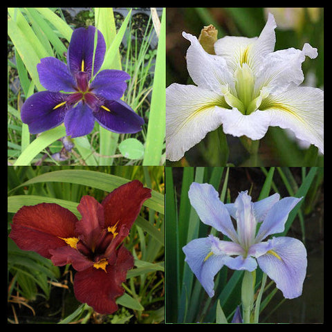 hardy louisiana iris and bog iris collection