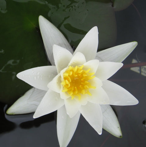hermine hardy water lily