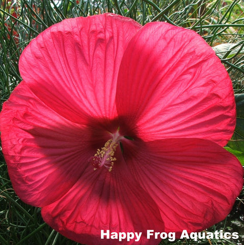 water hibiscus dwarf red | hibiscus moscheutos