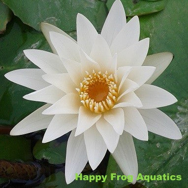 innocence | white tropical water lily