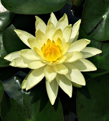 grower's choice | hardy yellow water lily