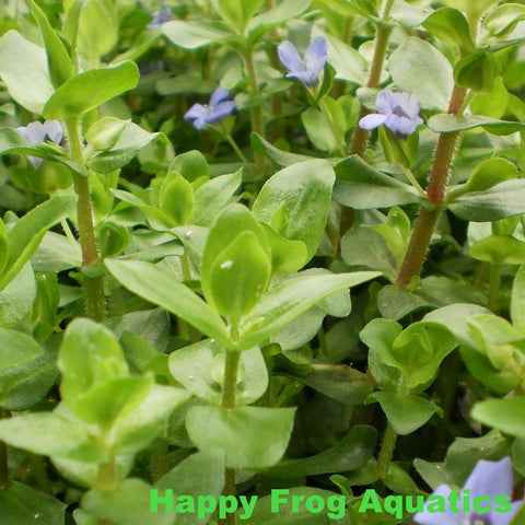 lemon bacopa | bacopa caroliniana