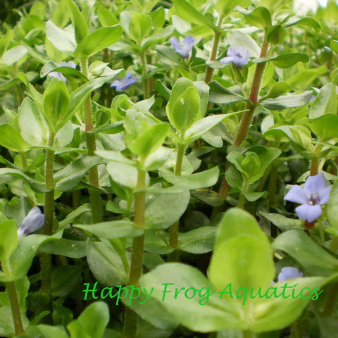 lemon bacopa | bacopa caroliniana