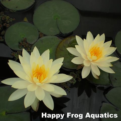 lemon chiffon hardy water lily