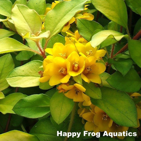 outback sunset loosestrife | lysimachia congestiflora