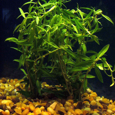 mermaid plant | proserpinaca palustris