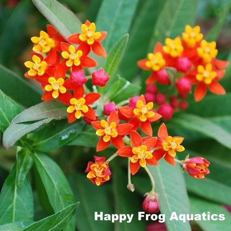 mexican butterfly flower | asclepias curassavica