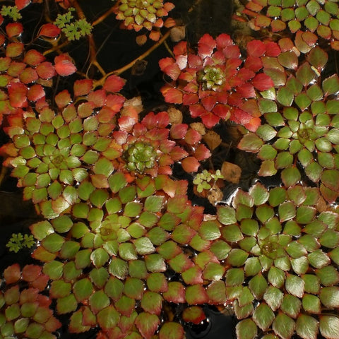 mosaic plant | ludwigia sedioides | bare-root