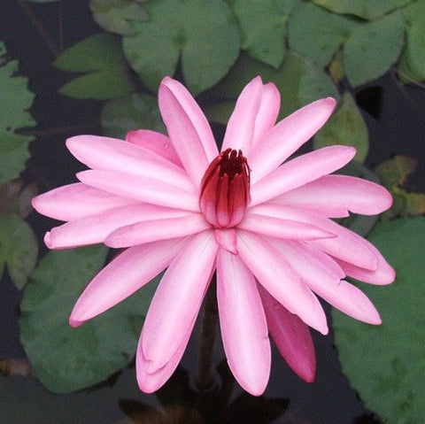 pink night blooming | tropical water lily