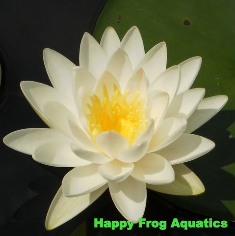 odorata white hardy lily