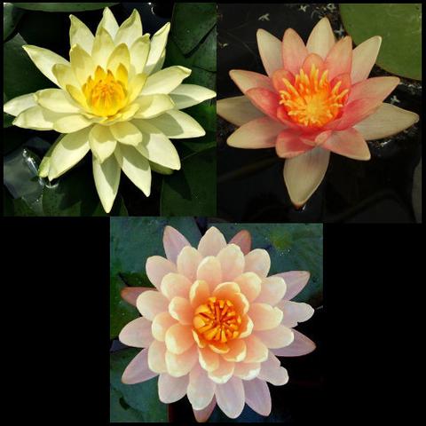 hardy water lily package | peach, changeable & yellow