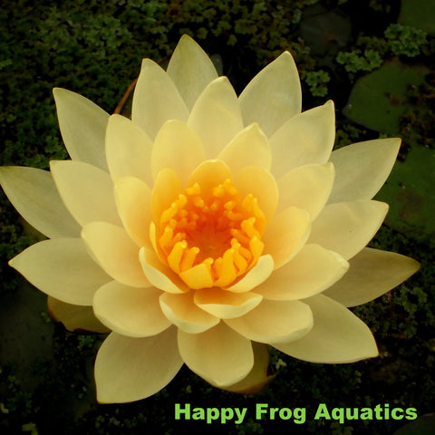 peaches and cream hardy water lily