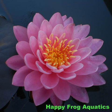 perry's fire opal water lily