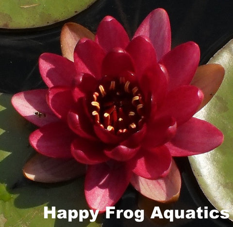 perry's baby red water lily