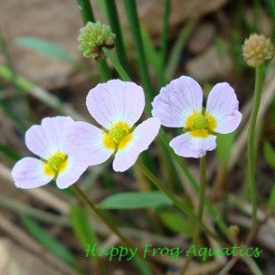 siberian pink cups | baldellia ranuculoides