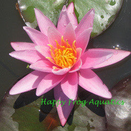 pink sensation | hardy pink water lily