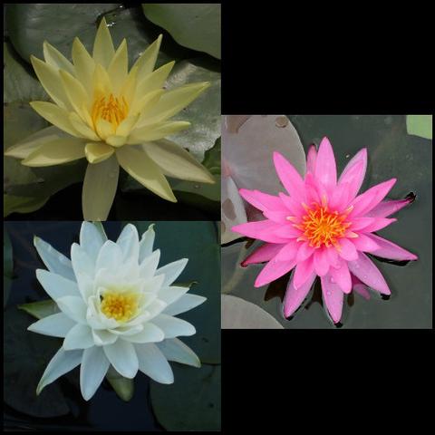 hardy water lily package | pink, white & yellow