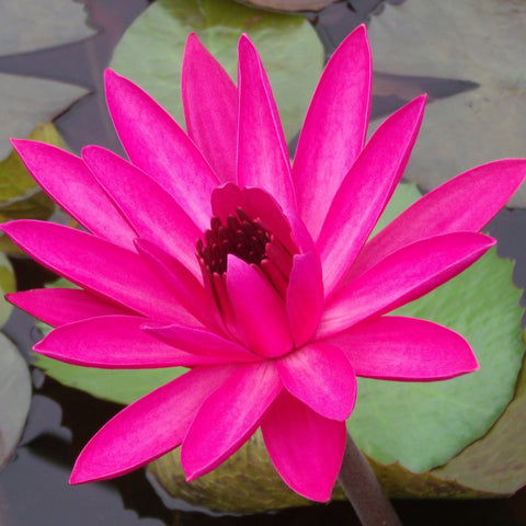 red night blooming | tropical water lily