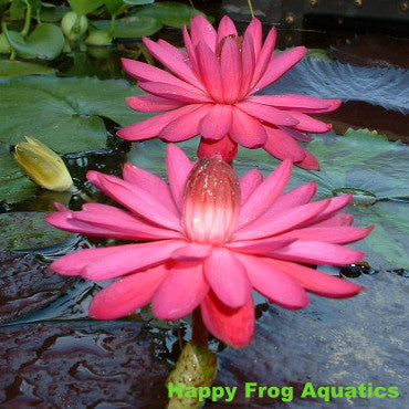 red flare night blooming water lily