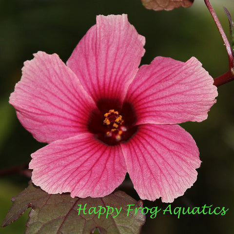 red water african rose mallow hibiscus | hibiscus acetosella "cranberry crush"