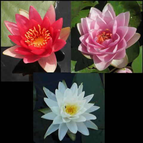 hardy water lily package | red, pink & white