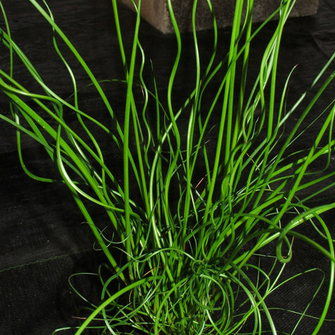 corkscrew rush | juncus effusus spiralis