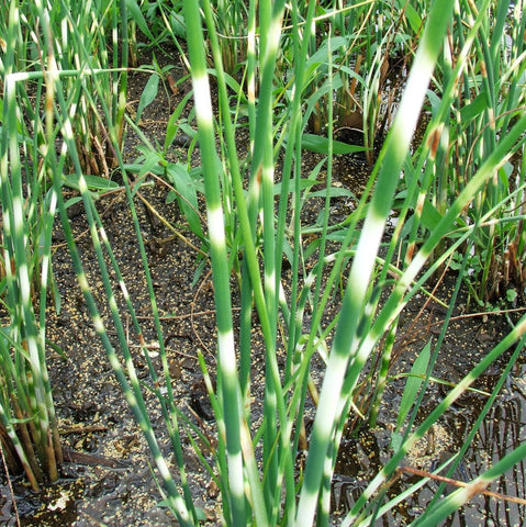 zebra rush | scirpus tabernea-montani 'zebrinus' | 3.5" pot