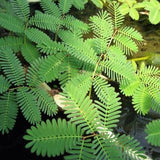 sensitive plant | neptunia aquatica