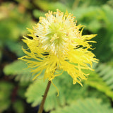 sensitive plant | neptunia aquatica