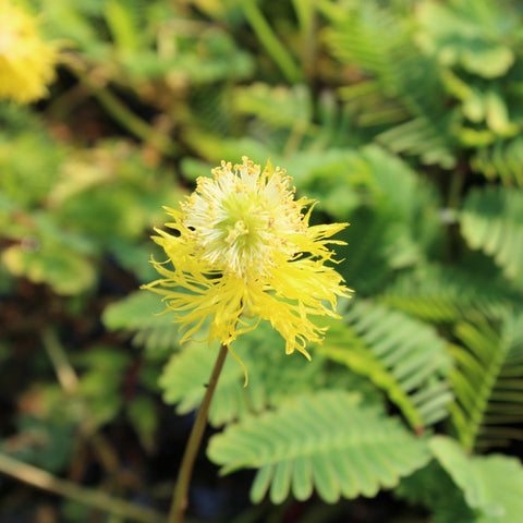 sensitive plant | neptunia aquatica | bare root