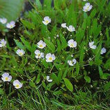 siberian pink cups | baldellia ranuculoides