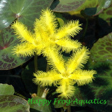 yellow snowflake | nymphoides geminata | bare-root