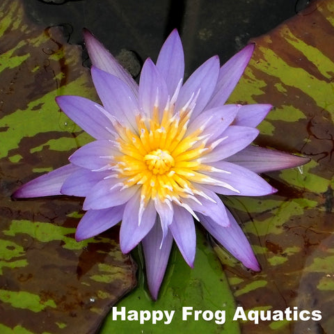 star of siam water lily