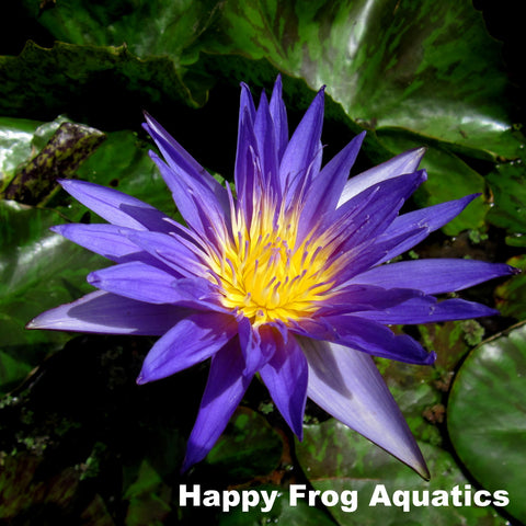 star of zanzibar water lily