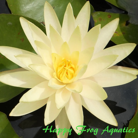 texas dawn hardy water lily