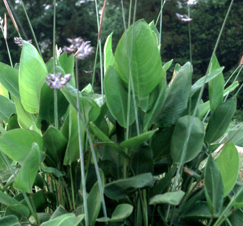 thalia dealbata | hardy water canna
