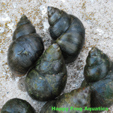 japanese trapdoor pond snails | viviparis malleatus | small quantity - 12+