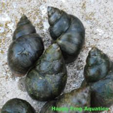japanese trapdoor pond snails | viviparis malleatus | bulk quantity - 50+
