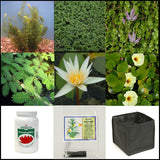 small water garden complete collection | 25 - 250 gallons