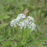 variegated water celery | oenanthe javonica 'flamingo'