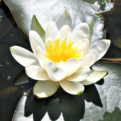 grower's choice | hardy white water lily