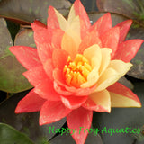 wanvisa water lily