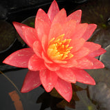 wanvisa water lily