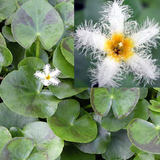 white snowflake | nymphoides indica | bare-root