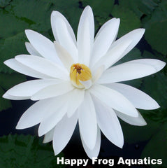 white night blooming water lily Woods White Knight Night Blooming Water Lily – Happy Frog Aquatics