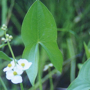 arrowhead | sagittaria latifolia