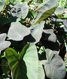 black magic taro | colocasia esculenta 'black magic"