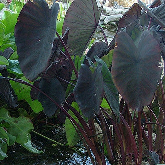 black magic taro | colocasia esculenta 'black magic"