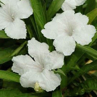 dwarf white bluebell | ruellia brittoniana | mexican petunia